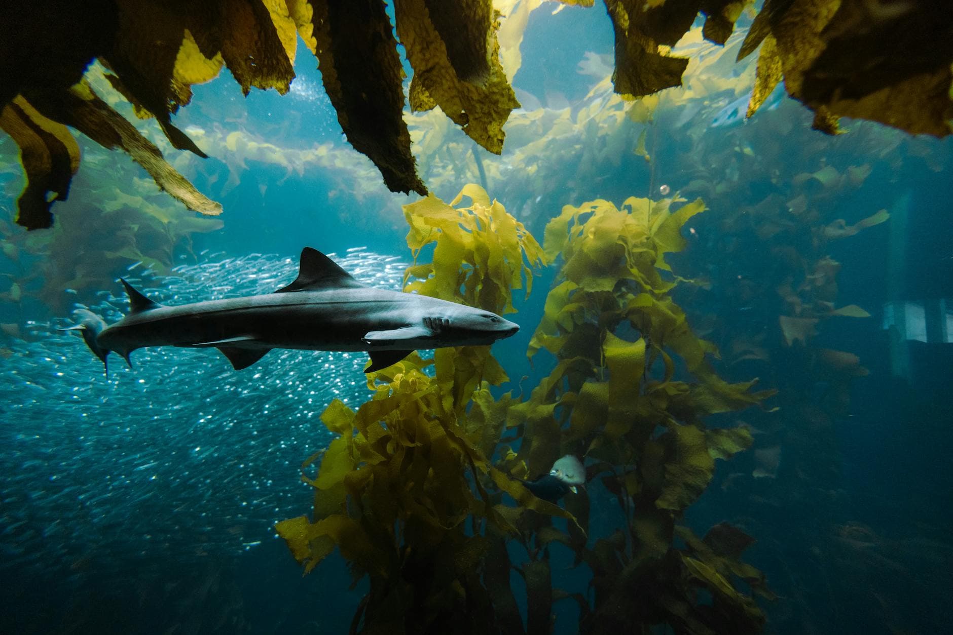 Kelp DAO, Aave Resume rsETH Operations After $292M Exploit